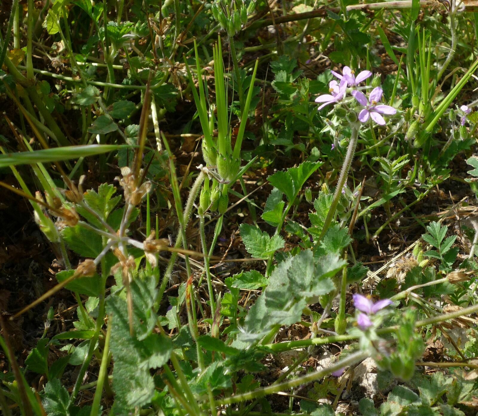 High Resolution Erodium cicutarium Plant